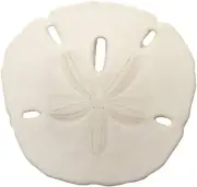 Sand Dollars - Wedding Seashell Craft - Hand Picked and Professionally Boxed ...