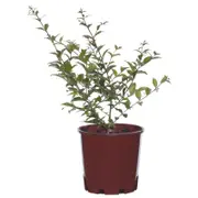 200mm Crepe Myrtle Tonto Bush - Lagerstroemia indica