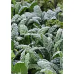 【大包裝蔬菜種子L325】恐龍葉羽衣甘藍~~植株約30公分高，生長旺盛，嫩葉邊緣細裂卷曲，綠色，質地柔軟，風味濃。