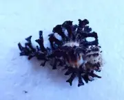 Sea Shell -Homalocantha scorpio-50mm- BEAUTIFUL SPINES!!! hard to find good size