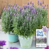 Lavender Out of the Blue- French