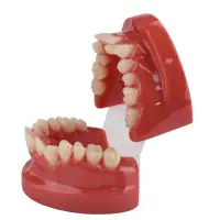 在飛比找蝦皮商城精選優惠-新型3D樹脂牙齒模型演示教學牙模型