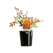 140mm Nandina Obsession - Nandina domestica 'SEIKA'