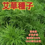 🔥🌱🌱【艾草種子】香艾 艾蒿種子籽 四季可種植 新手易種植 耐寒 可食用 可驅蚊 藥用艾草種子