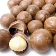 ROASTED MACADAMIA NUTS IN SHELL 1KG - FREE POST