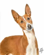✿ ORIGINAL Oil Dog Portrait Painting BASENJI Artist Signed Hunting Puppy Artwork