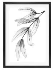 [Profile Australia] Transparent Eucalyptus Feather Leaves Art Print A1 Frame in Black