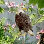 With Bells Bird Repel Owl Scarecrow Rectangle Hanging Fake Bird Scare Device Pe