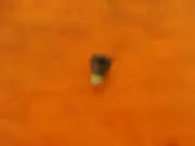 Paslode Part # 904557 Screw (IM250A/F16)