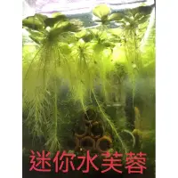 在飛比找蝦皮購物優惠-迷你水芙蓉  圓心萍 水芙蓉 豹紋圓心萍 蓋斑鬥魚 買10送