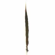 20" to 30" Golden Pheasant Side Tail Feather - Natural