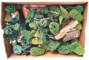 50x ho 1:87 Noch Pola Busch PINE & LEAF TREES LANDSCAPING Lay-Out Material Lot!