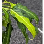 開心農元-觀葉植物- 斑葉奧利多 黃金奧利多 黃金奧利多蔓綠絨 蔓綠絨
