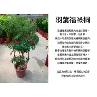 在飛比找蝦皮購物優惠-心栽花坊-羽葉福祿桐/富貴樹/裂葉福祿桐/1呎盆/觀葉植物/