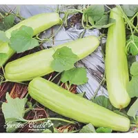 在飛比找蝦皮購物優惠-【全館590免運】越瓜種子~Pickling Melon~ 