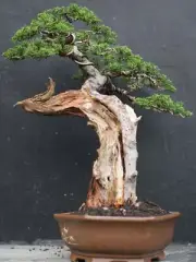 BONSAI TREE. JUNIPERUS CHINENSIS SARGENTII 004.