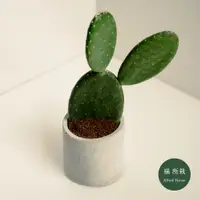 在飛比找蝦皮購物優惠-紅花團扇│Opuntia elatior│福所栽│水泥盆器│