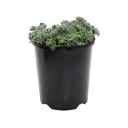 140mm Garden Carpet Range Sedum Cape Blanco - Sedum spathulifolium