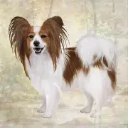 Papillon Tabletop Drink Coaster (1)