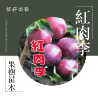 在飛比找蝦皮購物優惠-植得｜紅肉李｜嫁接果樹苗木