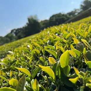 【采樂茶業】紅烏龍茶 Black Oolong Tea｜中焙｜ 四兩(150g)｜蜜香 焦糖香 甘甜