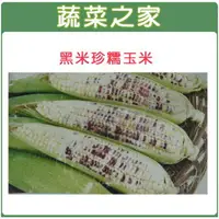 在飛比找樂天市場購物網優惠-【蔬菜之家】G04.糯玉米(黑美珍)種子 (共兩種包裝可選)