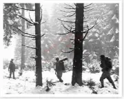 WWII US Soldiers In Krinkelter Woods Belgium 8x10 Silver Halide Photo