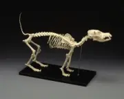 Dog Skeleton Model - Standard Size LFA #2015