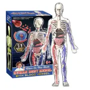 Human Body Model For Kids 4D Skeleton Transparent Human Body Educational Model