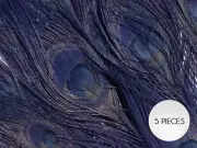 5 Pieces – Navy Blue Bleached & Dyed Peacock Tail Eye Feathers 10-12” Costume