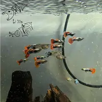 在飛比找蝦皮購物優惠-◆李蝦◆  白金大耳孔雀魚(亞成) 約3公分 對魚  冷凍孔