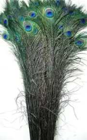 100 Pcs DYED PEACOCK Feathers 30-35" MIDNIGHT BLACK; Halloween/Costume/Bridal