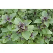 BASIL 'Holy Red' / Tulsi / Sacred seeds