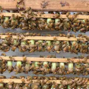200pcs Beekeepers Beekeeping Royal Queen Bee Rearing Cell Cup Apiculture