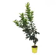 200mm Lemon Seedless Eureka