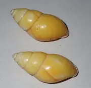 38 , 40 mm 2 Pcs Amphidromus Basilanensis Land Snail Shell #AB1 From Sulu Island