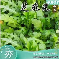 在飛比找蝦皮購物優惠-芝麻菜種子意大利小青菜種籽火箭生菜籽陽臺盆栽春鞦四季蔬菜種孑