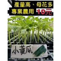 在飛比找蝦皮購物優惠-城禾農產🍃 日本小黃瓜苗 1株 小黃瓜苗 菜苗 刺瓜苗 黃瓜