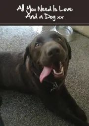 2025 year diary chocolate labrador dog A5