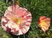 Californian Poppy Thai Silk Appleblossom Chiffon - Flowers by Life-Force Seeds