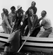 Bluefin Tuna In Nova Scotia In Canada 1970 Old Fishing Photo