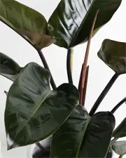 Philodendron Rojo Congo - White Pot, Brisbane