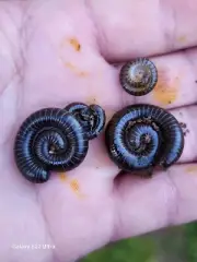 Black Millipede Feeder