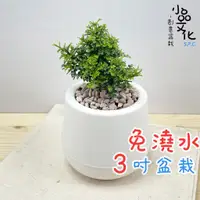 在飛比找蝦皮商城優惠-【小品文化】達摩七里香【現貨】3吋雪胖免澆水盆栽 室內植物 