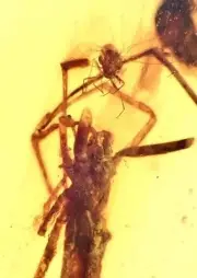 ️ SPIDER CATCHING MOSQUITO MID HUNT -99MYO Burmite Amber Fossil Dinosaur RARE!