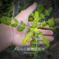 在飛比找蝦皮購物優惠-Boswellia sacra神聖乳香 販售扦插苗 目前有兩