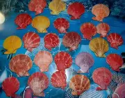 TWENTY FIVE (25) NOBILIS PECTEN SINGLE SEA SHELLS BEACH NAUTICAL DECOR CRAFT