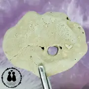 HAG STONE WITH HEART SHAPE ON IT, HEART ON BEACH ROCK HOLEY ADDER STONE #1786