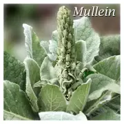MULLEIN Leaf ORGANIC TEA Wildcrafted Dried Herbal Tea Premium Quality 100% Pure