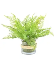 Creative Displays Green Fern Bush Arrangement